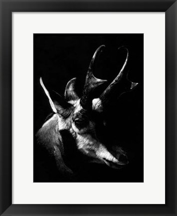 Framed Wildlife Scratchboards II Print