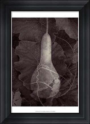 Framed Gourd III Print