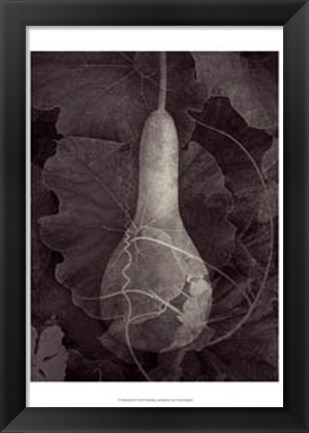 Framed Gourd III Print