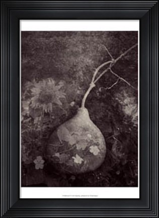 Framed Gourd IV Print
