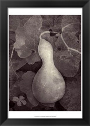 Framed Gourd V Print