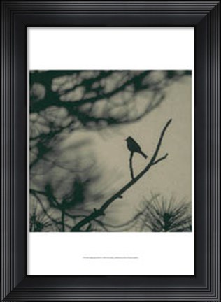 Framed Caligraphy Bird I Print