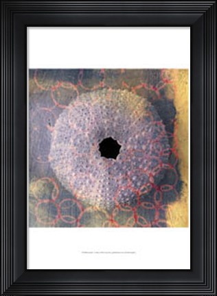 Framed Seashell-Urchin Print
