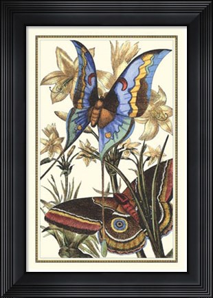 Framed Butterfly I Print