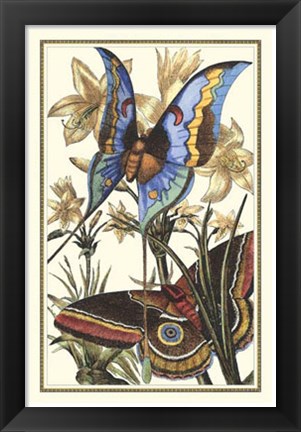 Framed Butterfly I Print