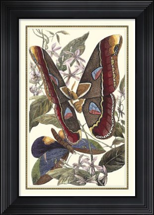 Framed Butterfly II Print