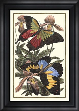 Framed Butterfly III Print