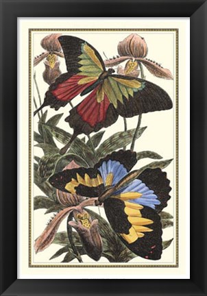 Framed Butterfly III Print