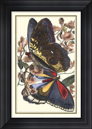 Framed Butterfly IV Print