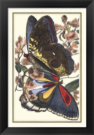 Framed Butterfly IV Print