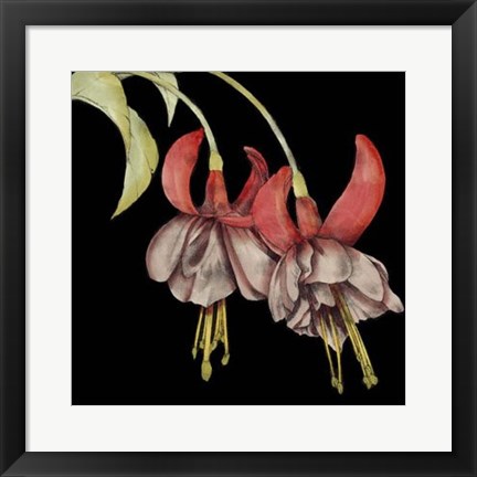 Framed Graphic Fuchsia II Print