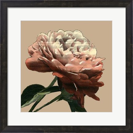 Framed Heirloom Rose I Print