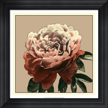 Framed Heirloom Rose II Print