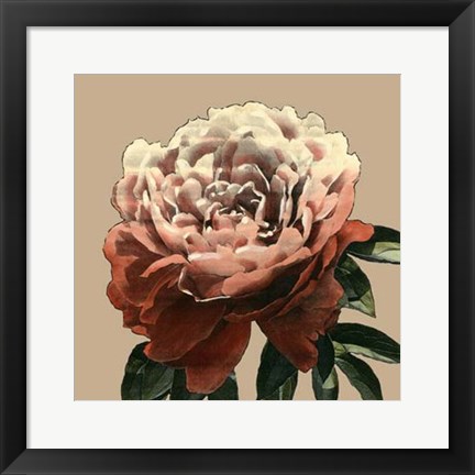 Framed Heirloom Rose II Print