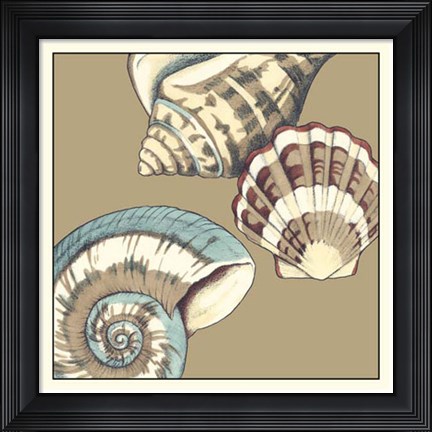 Framed Shell Trio on Khaki II Print