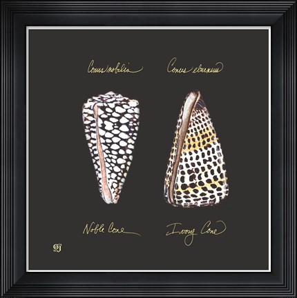 Framed Striking Shells IV Print