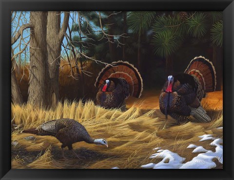 Framed Turkies Print