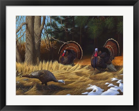 Framed Turkies Print