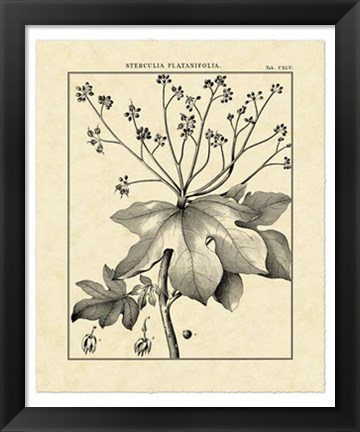 Framed Vintage Botanical Study I Print