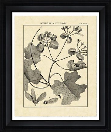 Framed Vintage Botanical Study II Print