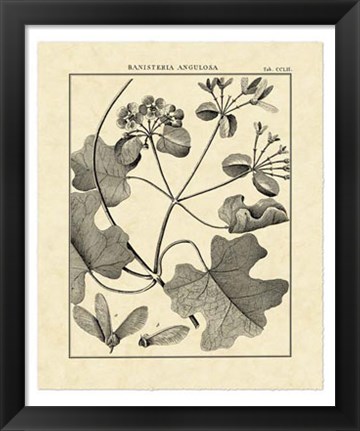 Framed Vintage Botanical Study II Print