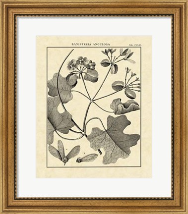 Framed Vintage Botanical Study II Print