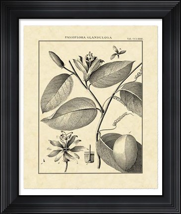 Framed Vintage Botanical Study III Print