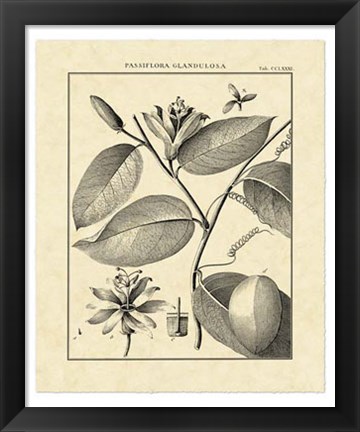 Framed Vintage Botanical Study III Print