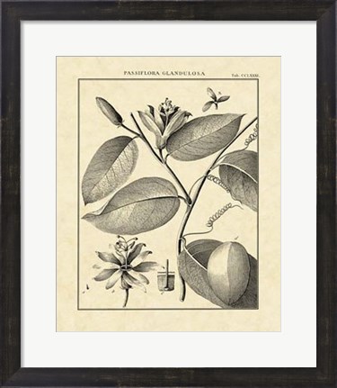 Framed Vintage Botanical Study III Print