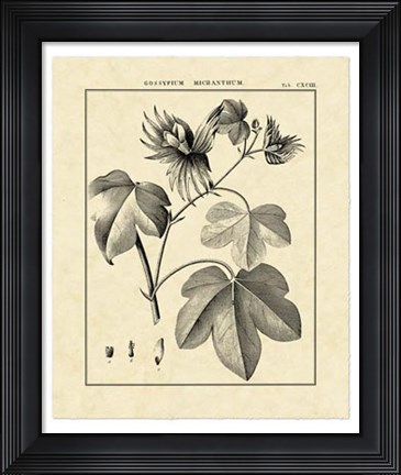 Framed Vintage Botanical Study IV Print