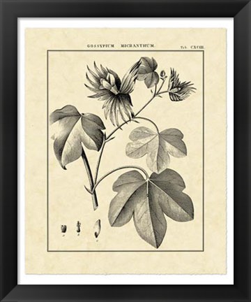 Framed Vintage Botanical Study IV Print