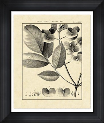 Framed Vintage Botanical Study V Print