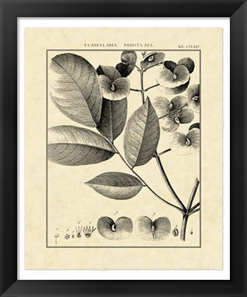 Framed Vintage Botanical Study V Print