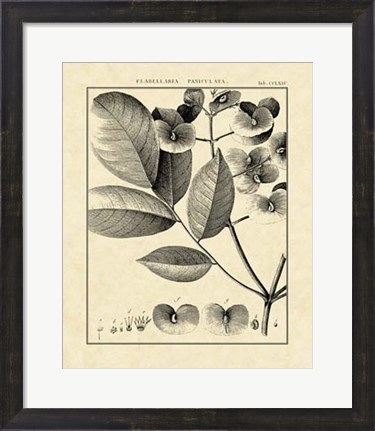 Framed Vintage Botanical Study V Print