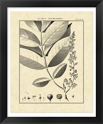Framed Vintage Botanical Study VI Print