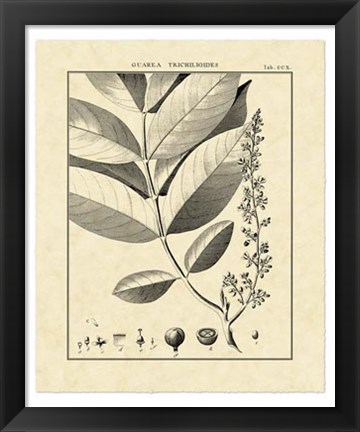 Framed Vintage Botanical Study VI Print