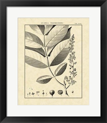 Framed Vintage Botanical Study VI Print