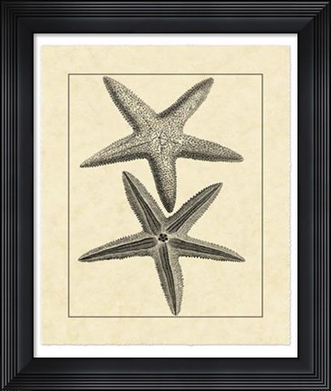 Framed Antique&amp;Deckle Vintage Starfish I Print