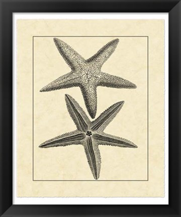 Framed Antique&amp;Deckle Vintage Starfish I Print