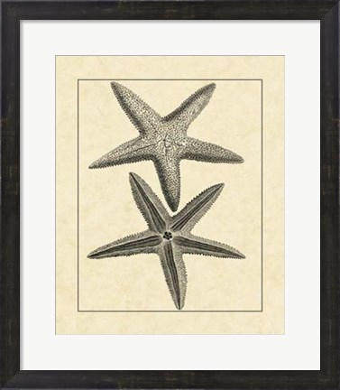 Framed Antique&amp;Deckle Vintage Starfish I Print