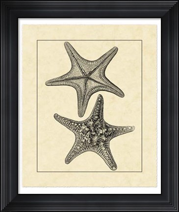 Framed Antique&amp;Deckle Vintage Starfish II Print
