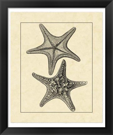 Framed Antique&amp;Deckle Vintage Starfish II Print