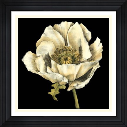 Framed Dramatic Poppy II Print