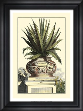 Framed Antique Munting Aloe I Print