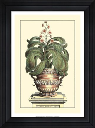 Framed Antique Munting Aloe II Print