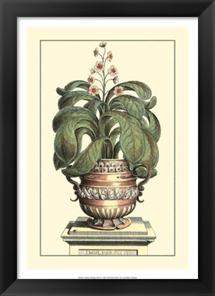 Framed Antique Munting Aloe II Print