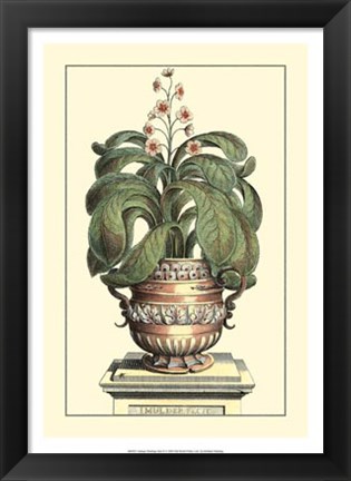 Framed Antique Munting Aloe II Print