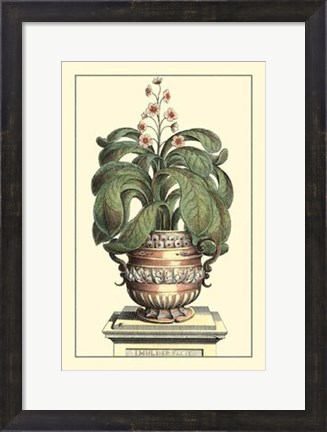 Framed Antique Munting Aloe II Print