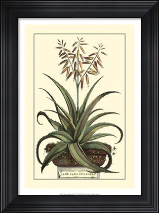 Framed Antique Munting Aloe III Print