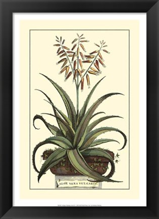 Framed Antique Munting Aloe III Print